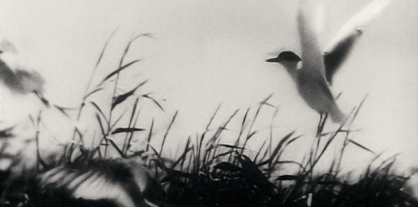 Des bisons, Picasso, un balai