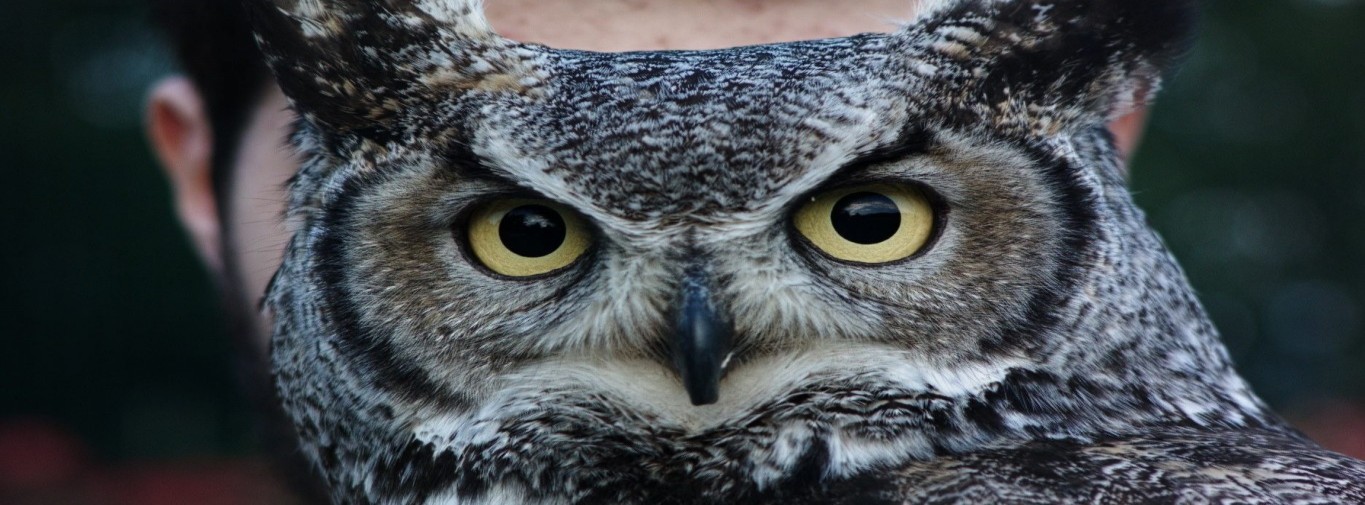 La piste animale, ce qui nous relie