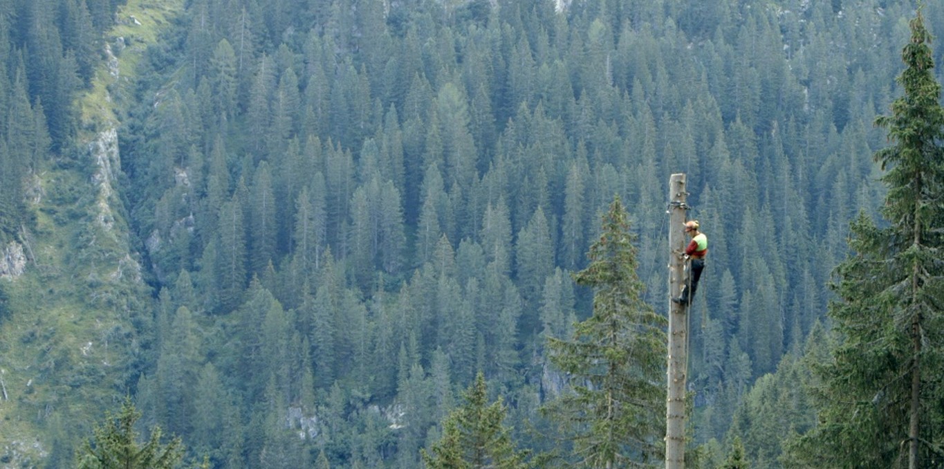 Couverture du documentaire Les Arbres qui marchent