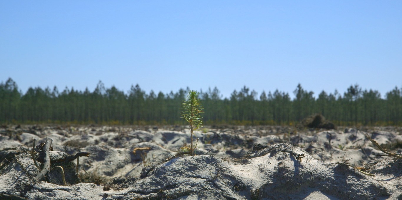 Couverture du documentaire Le Temps des forêts