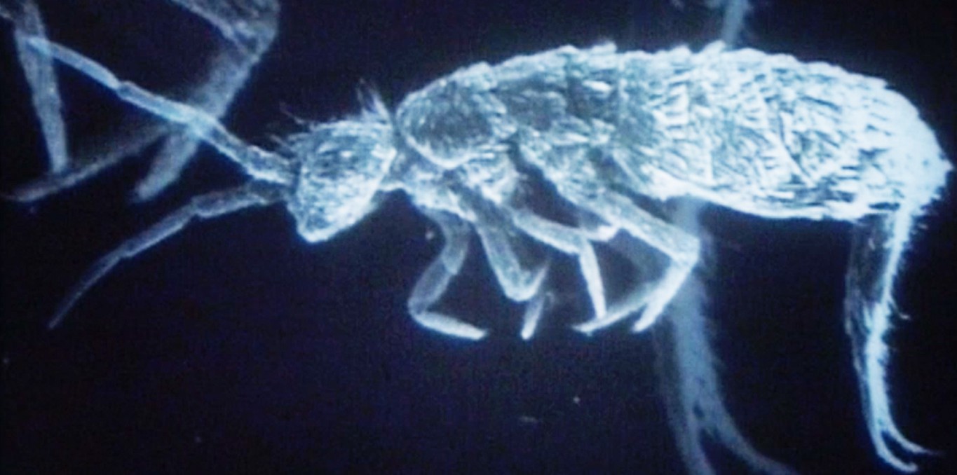 Couverture du documentaire Le Zoo Minuscule