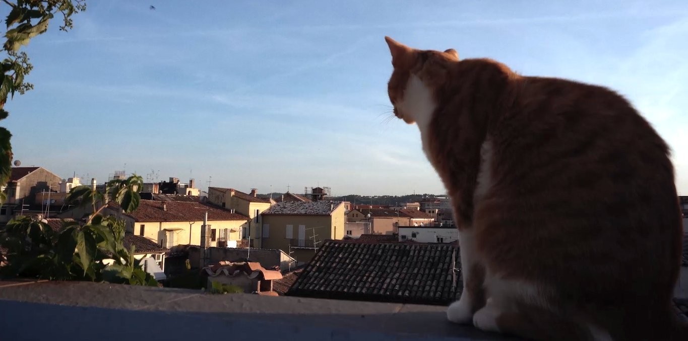 Couverture du documentaire Le Passeggiate – Première promenade - Parmi les hirondelles