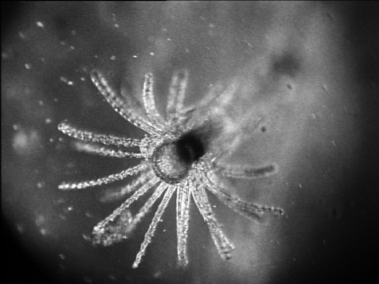 Couverture du documentaire Comment naissent des méduses