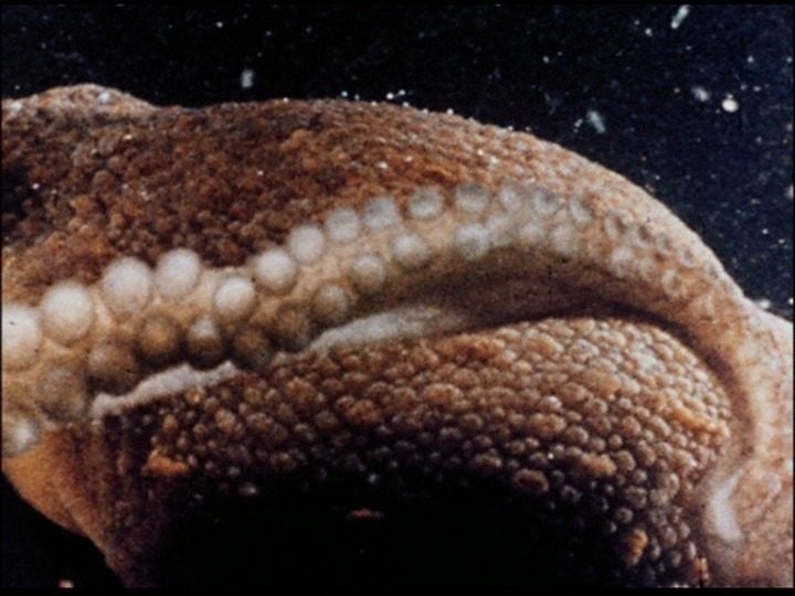 Couverture du documentaire Les Amours de la pieuvre