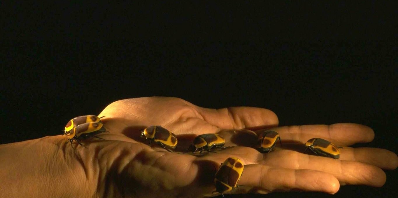 Couverture du documentaire Le Champ des visions