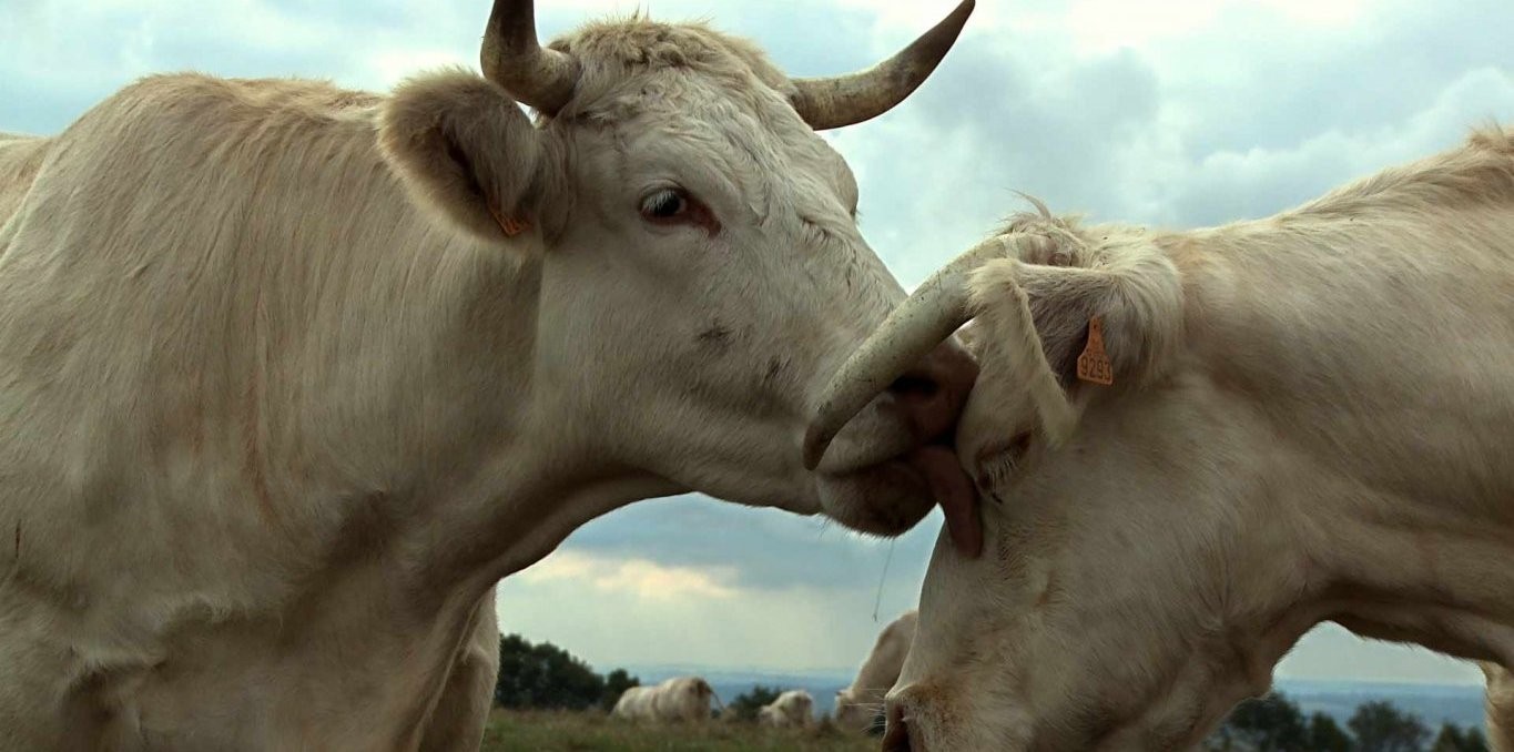 Couverture du documentaire Bovines - ou la vraie vie des vaches