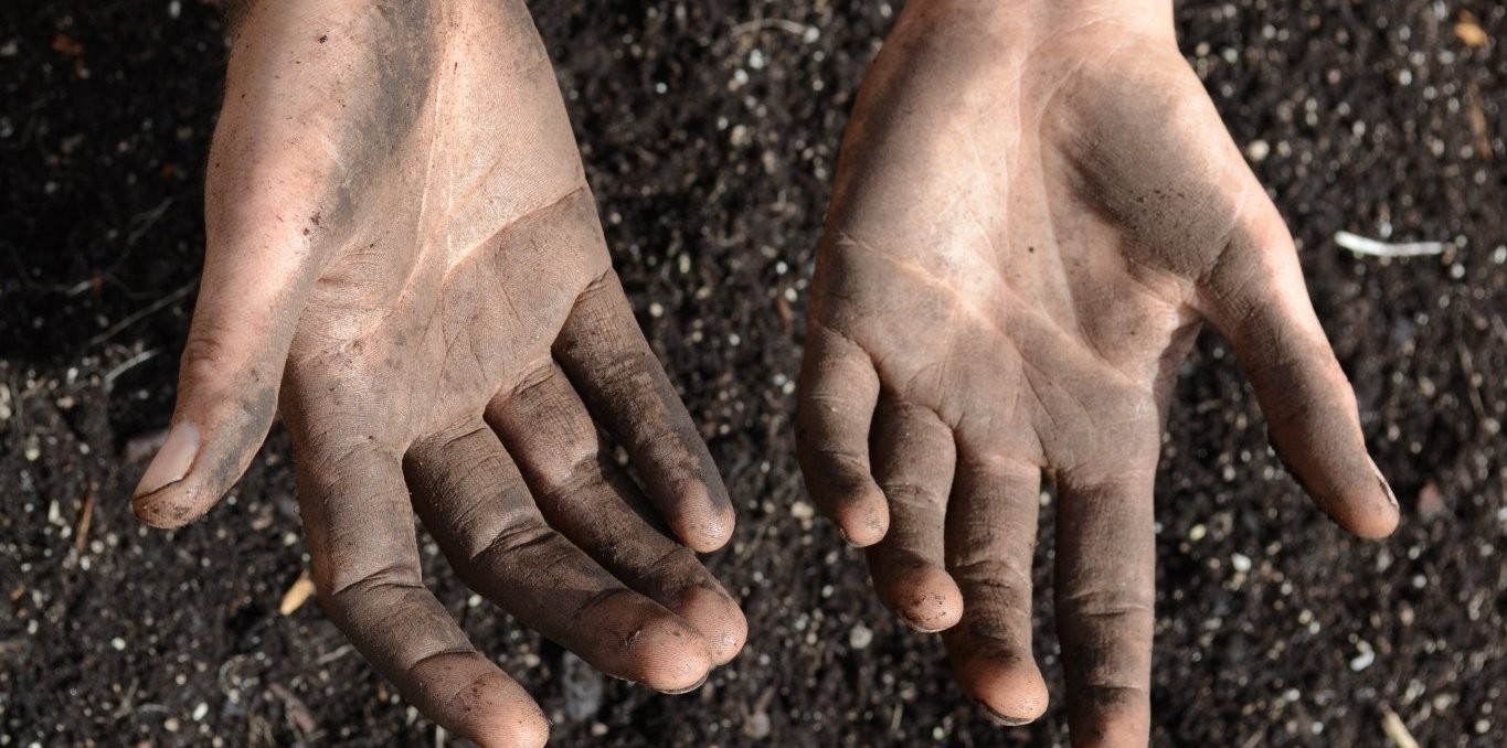 Couverture du documentaire Wild Plants