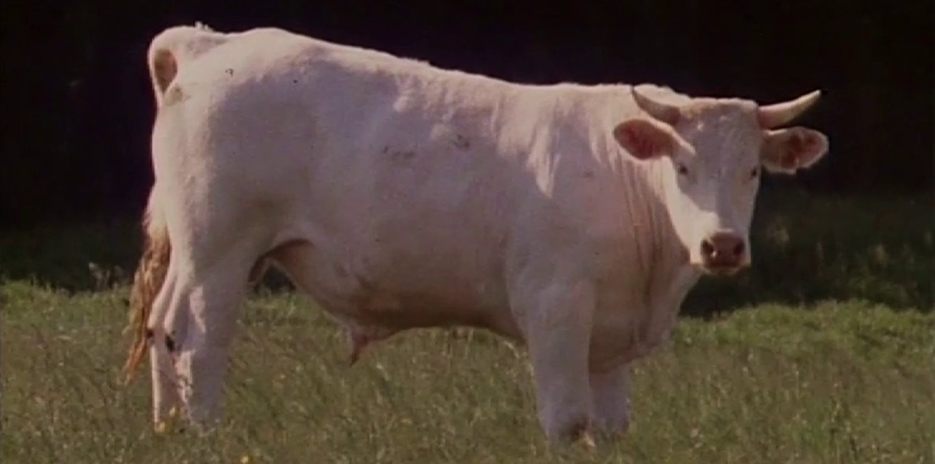 Couverture du documentaire Deux Steaks... bien tendres s'il vous plaît !