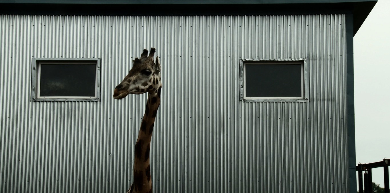 Couverture du documentaire Bestiaire