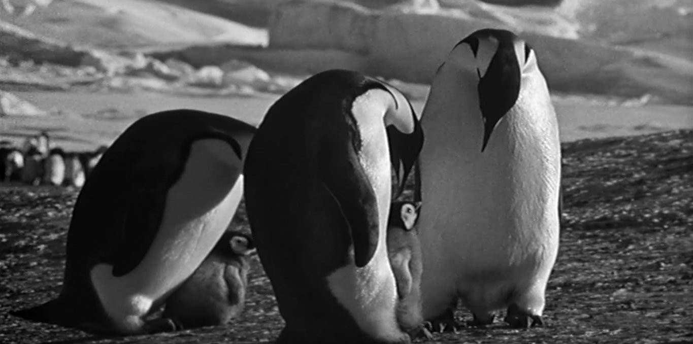 Couverture du documentaire Aptenodytes Forsteri