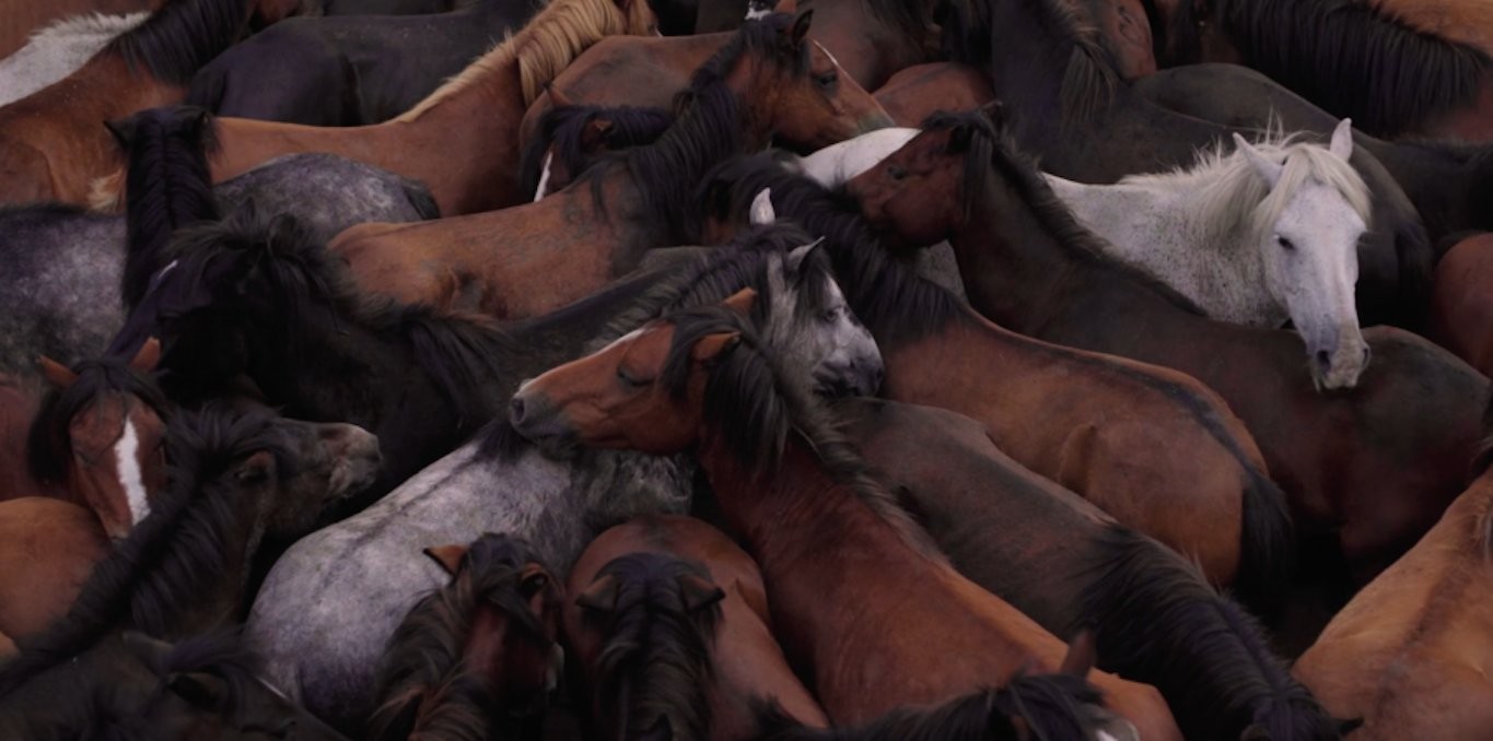 Couverture du documentaire Sauvage