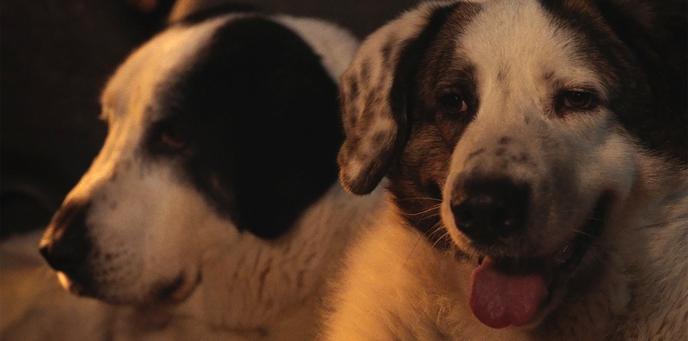 Le Colloque des chiens