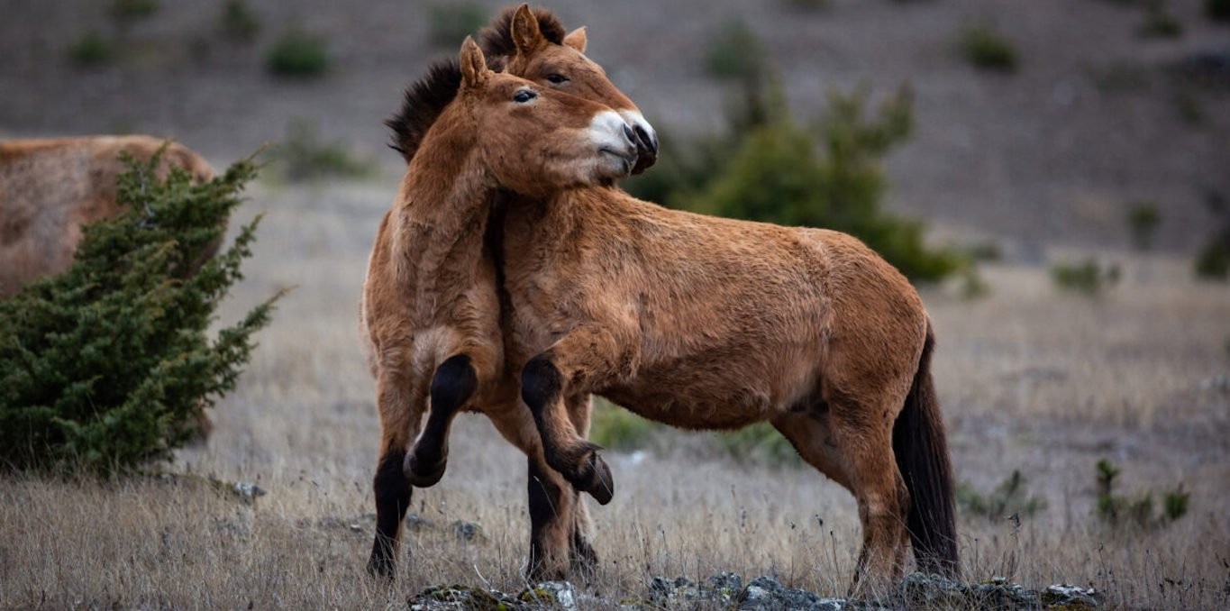 Couverture du documentaire Vivant parmi les vivants