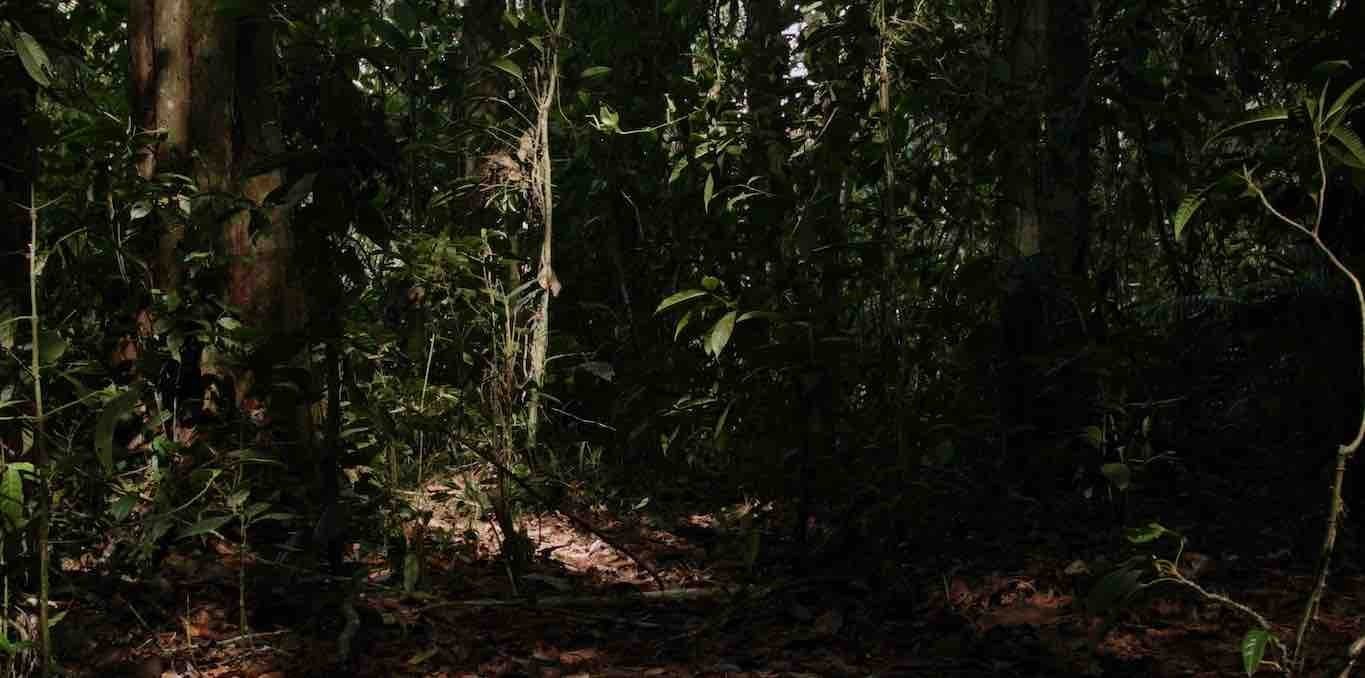 Couverture du documentaire Plegarias mestizas