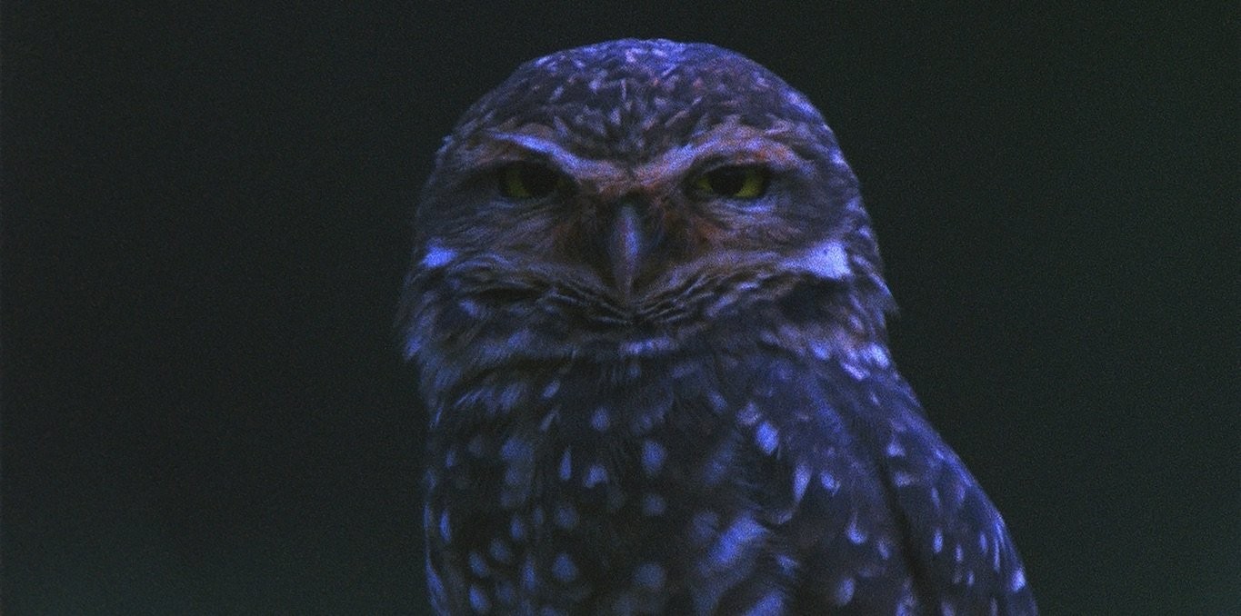 Il fait nuit en Am&eacute;rique