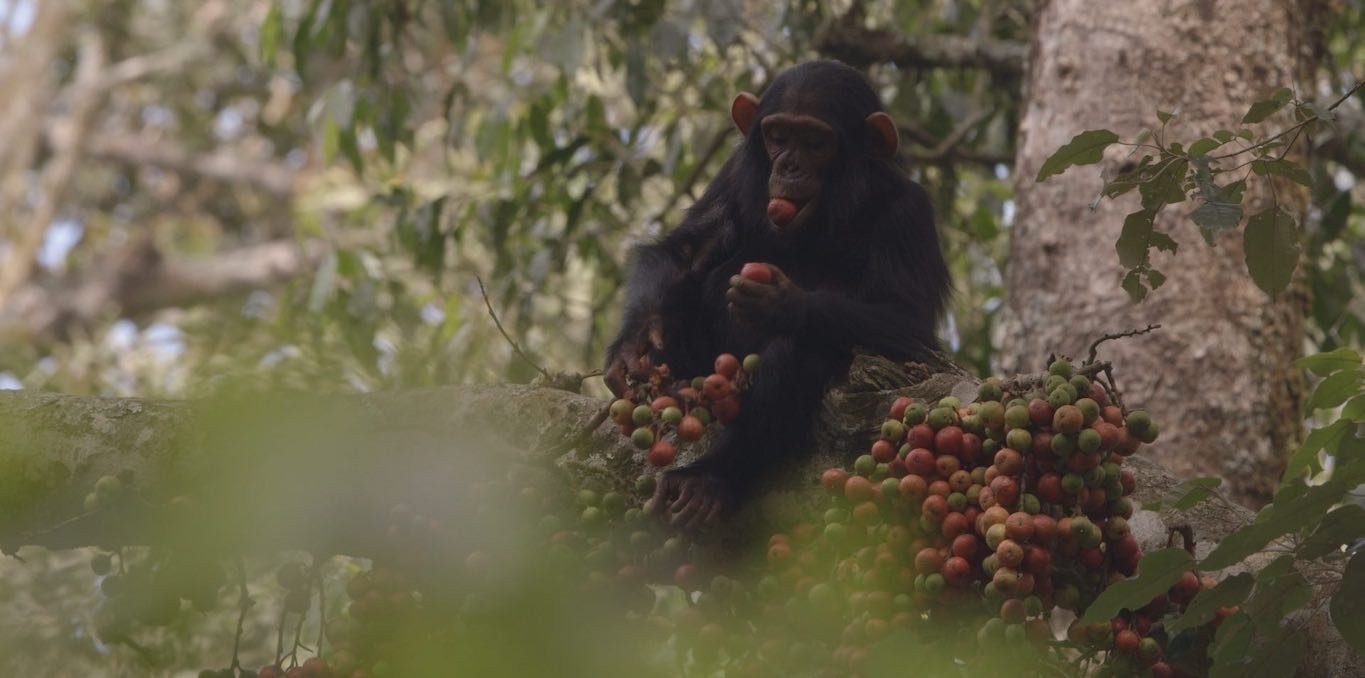 Couverture du documentaire Les Gardiens des Monts de la Lune