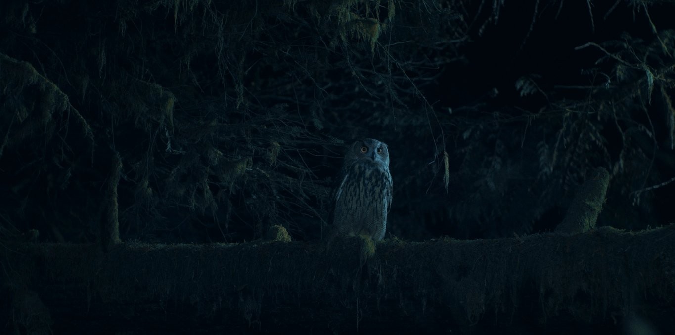 Couverture du documentaire Owl