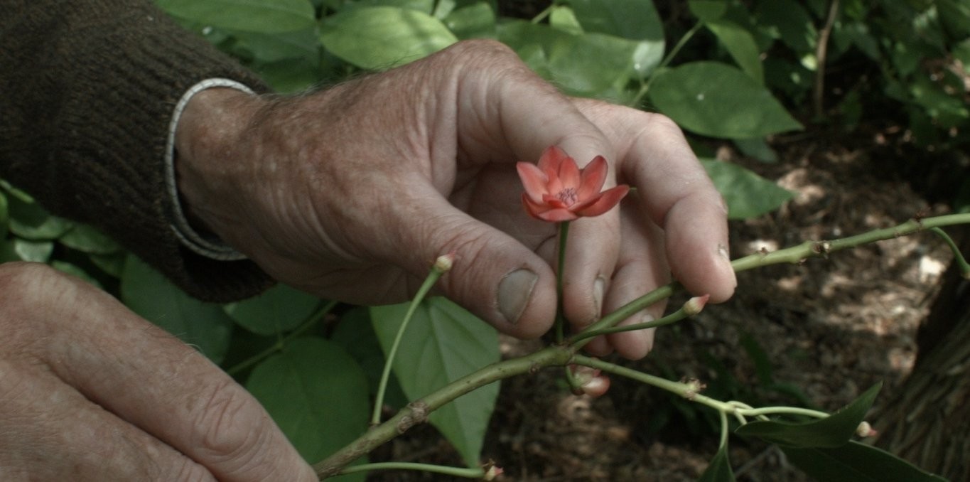 Couverture du documentaire Sept Promenades avec Mark Brown