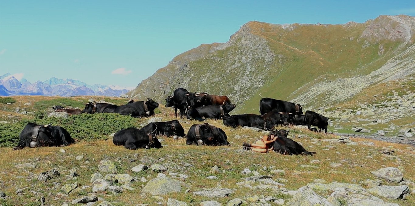 Couverture du documentaire Vaches et Reines