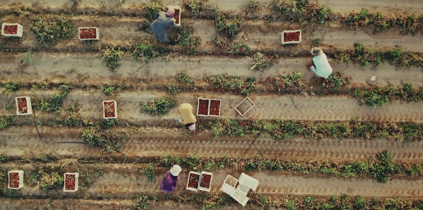 Couverture du documentaire Cursed Tomatoes