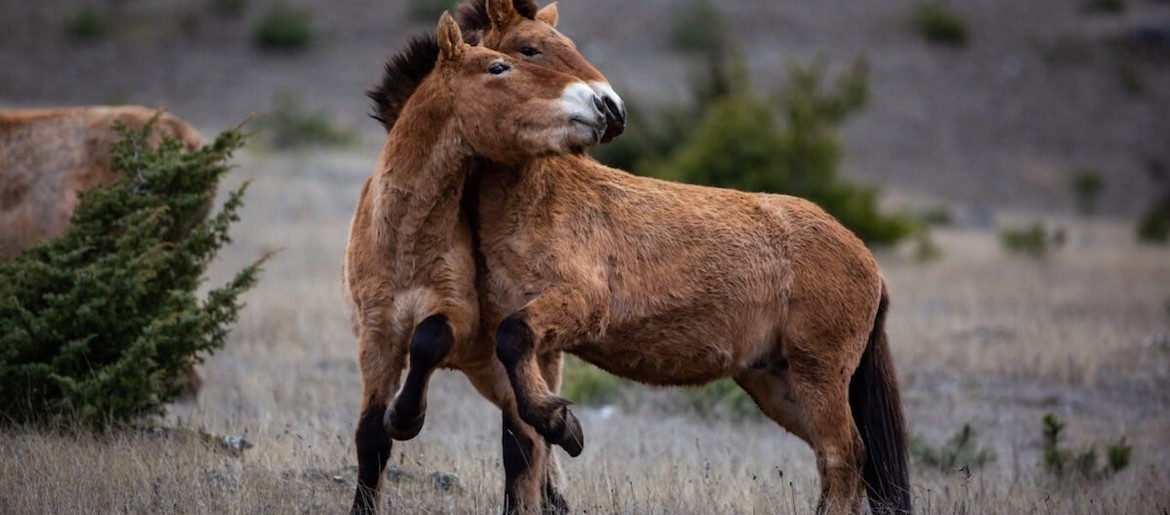 Vivant parmi les vivants